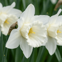 Daffodil bulbs Mount Hood