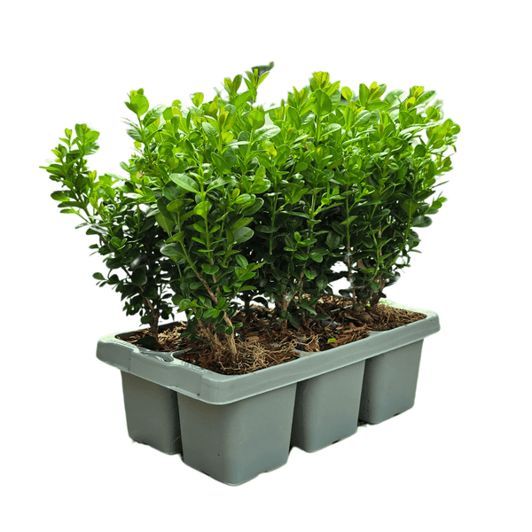 Buxus NewGen Freedom (compacte Buxus) - 15 cm kopen bij Green Bubble