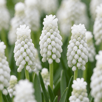 Grape hyacinth bulbs White Magic
