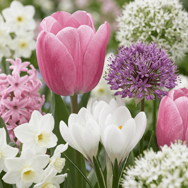 Bloembollen mix Roze