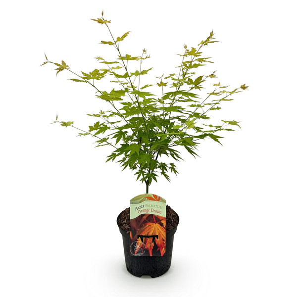 Japanse Esdoorn Orange Dream - Oranje - 70cm kopen bij Green Bubble