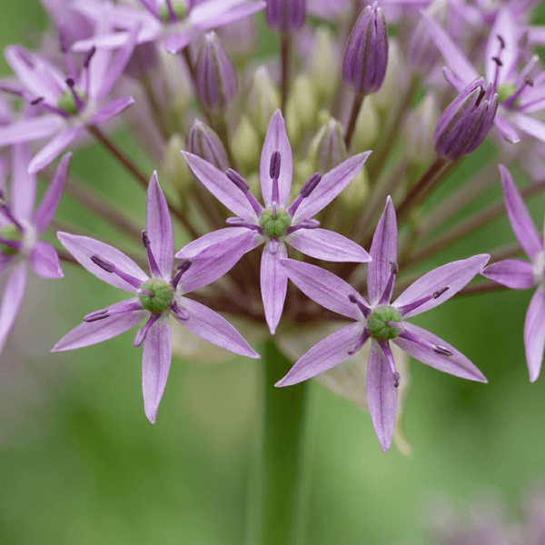 Alliumbollen Christophii