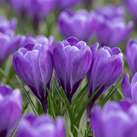 Krokuslökar Blue