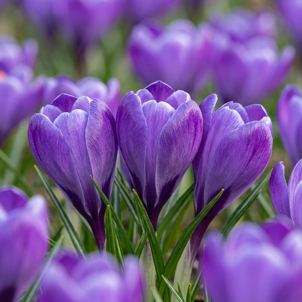 Bulbes de crocus Blue