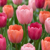 Tulip bulbs Positive Vibe
