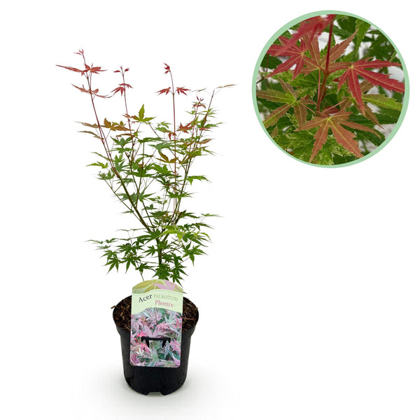 Japanse Esdoorn Phoenix - Roze - 70cm kopen bij Green Bubble