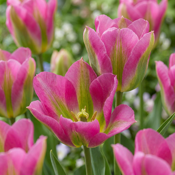Bulbes de tulipe Strawberry Lemonade