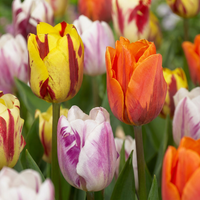 Bulbes de tulipe mélange Flaming Beauty