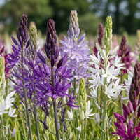 Bulbos de camassia Leichtlinii mix