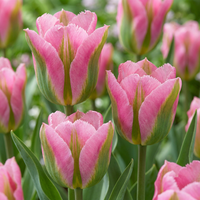 Tulpenbollen Striped Crown