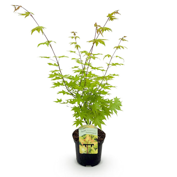 Japanse Esdoorn Summergold - Geel - 70cm kopen bij Green Bubble