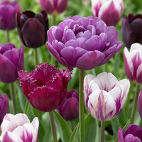 Tulip bulbs Blueberry mix