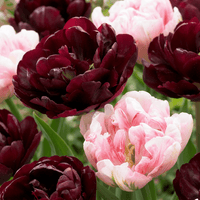Cebulki tulipanów mieszanka Sweet Desire