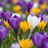 Bulbos de crocus mix