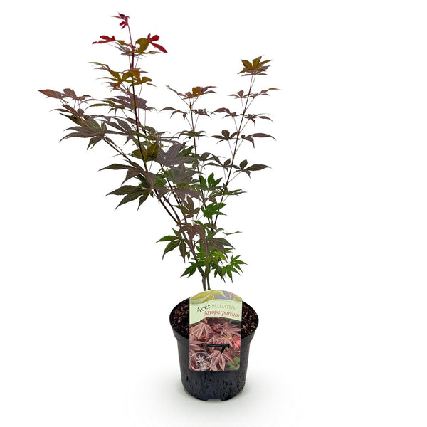 Japanse Esdoorn Atropurpureum - Paars - 70cm kopen bij Green Bubble