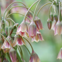Allium bulbs Siculum