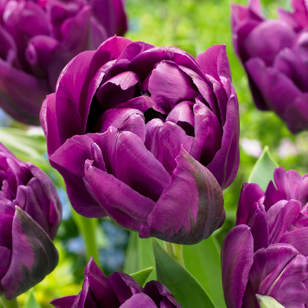 Bulbes de tulipe Double Lilac