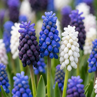 Grape hyacinth bulbs Magic mix