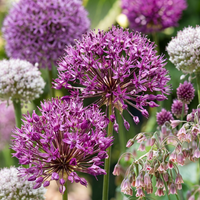 Flower bulb mix Ornamental onion