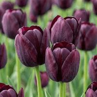 Tulip bulbs Triumph Black