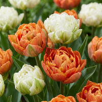 Bulbes de tulipe Candle Light