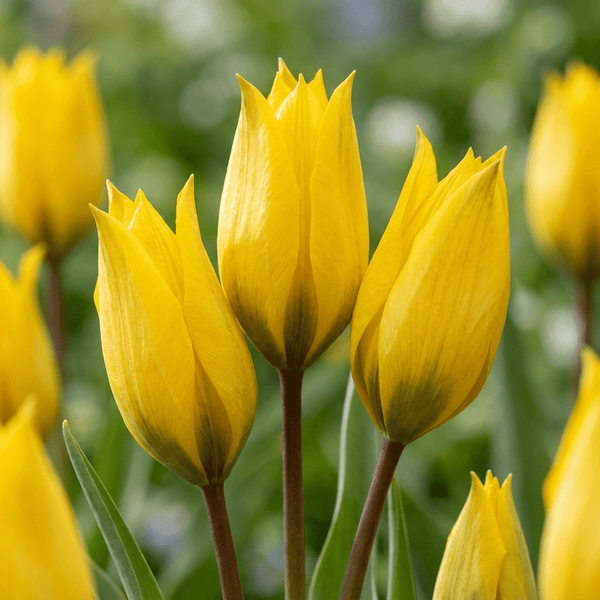 Tulpenbollen Sylvestris