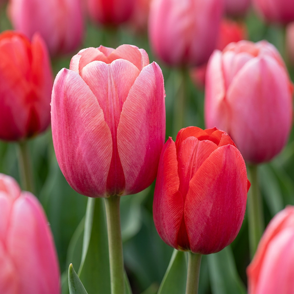 Bulbes de tulipe Pink-Red