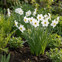 Bulbes de narcisse Recurvus bulbes XL