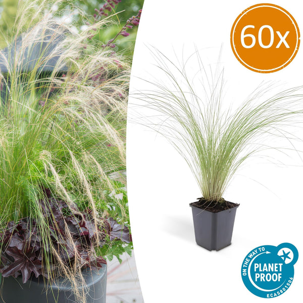 Stipa Tenuissima 'Ponytails' - 20cm kopen bij Green Bubble