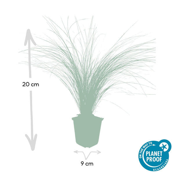 Stipa Tenuissima 'Ponytails' - 20cm kopen bij Green Bubble