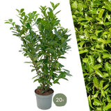 Product afbeelding 1