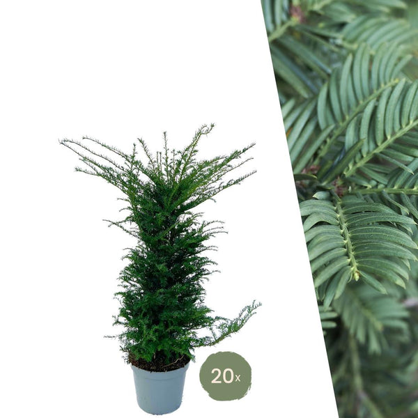 Taxus planten voor 10 meter strekkende haag - 100cm kopen bij Green Bubble