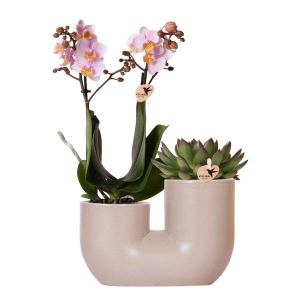 Combi deal - Orchidee Andorra + Succulent Miranda in pot Tube kopen bij Green Bubble