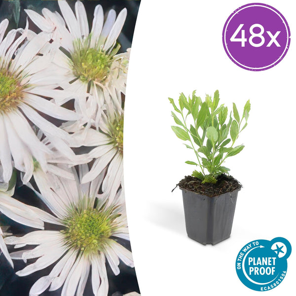 Aster ageratoides 'Ashvi' - 20cm kopen bij Green Bubble