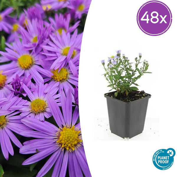 Aster 'Prof. Anton Kippenberg' - 20cm kopen bij Green Bubble