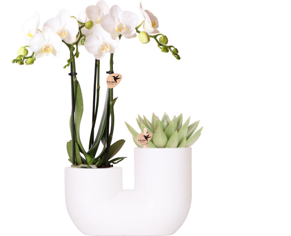 Combi deal - Orchidee Andorra + Succulent Miranda in pot Tube kopen bij Green Bubble