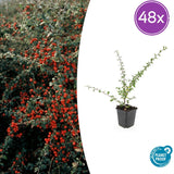 Product afbeelding 14