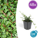 Product afbeelding 11