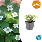 Product afbeelding 1