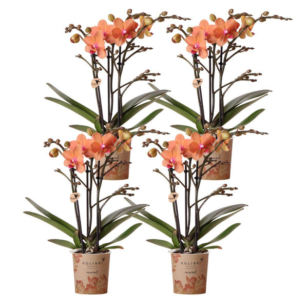 Combi deal - 4 Orchideeën kopen bij Green Bubble