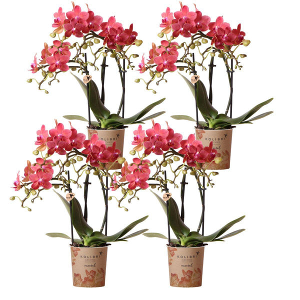 Combi deal - 4 Orchideeën kopen bij Green Bubble