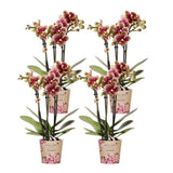 Product afbeelding 3