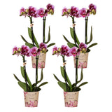 Product afbeelding 5