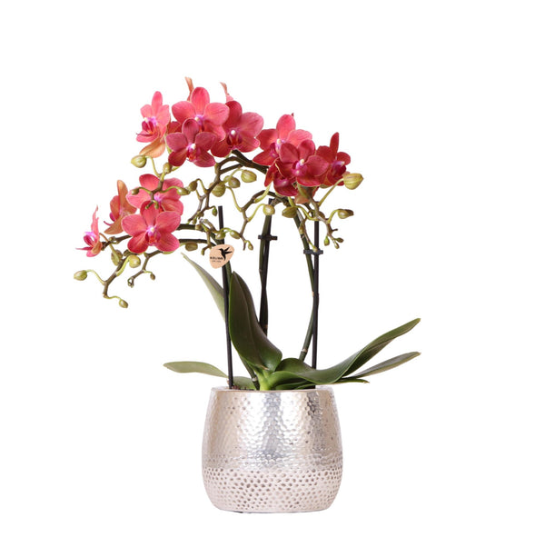 Orchidee (Phalaenopsis) inclusief pot Elite - 40cm kopen bij Green Bubble