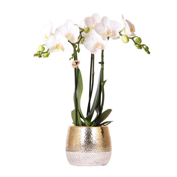 Orchidee (Phalaenopsis) inclusief pot Elite - 40cm kopen bij Green Bubble