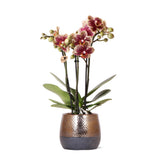 Product afbeelding 3