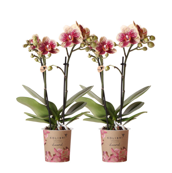Combi deal - 2 Orchideeën kopen bij Green Bubble