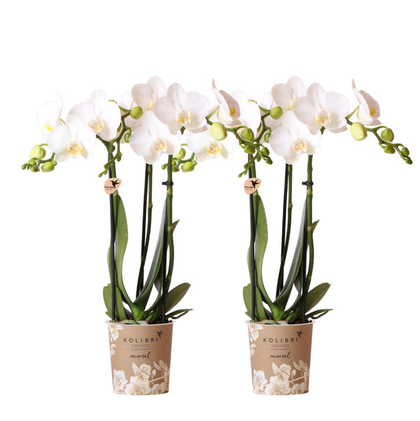 Combi deal - 2 Orchideeën kopen bij Green Bubble