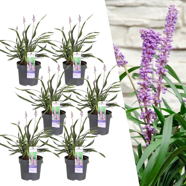 Liriope muscari 'Ingwersen' - 25cm kopen bij Green Bubble