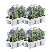 4x set van 6 Lavendel Angustifolia - 15 cm